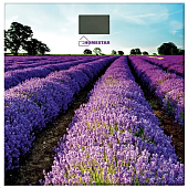 Весы напольные HOMESTAR HS-6001G — фото, цена, купить